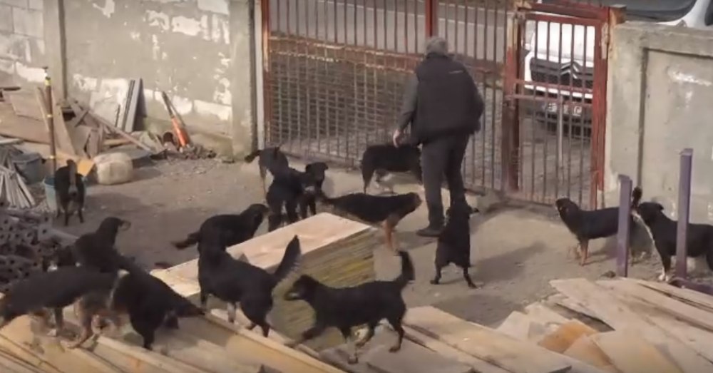 Intervenție a Poliției pentru preluarea a 39 de câini crescuți în condiții improprii într-o curte din Titu