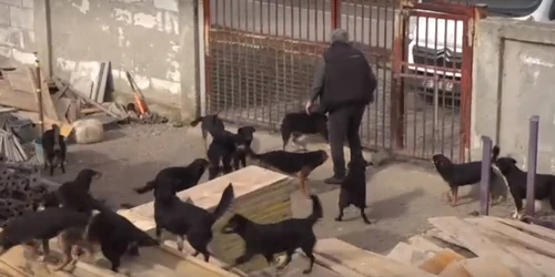 Untitled jpgUn bărbat din Titu creștea zeci de câini în curte. FOTO stirileprotv.ro