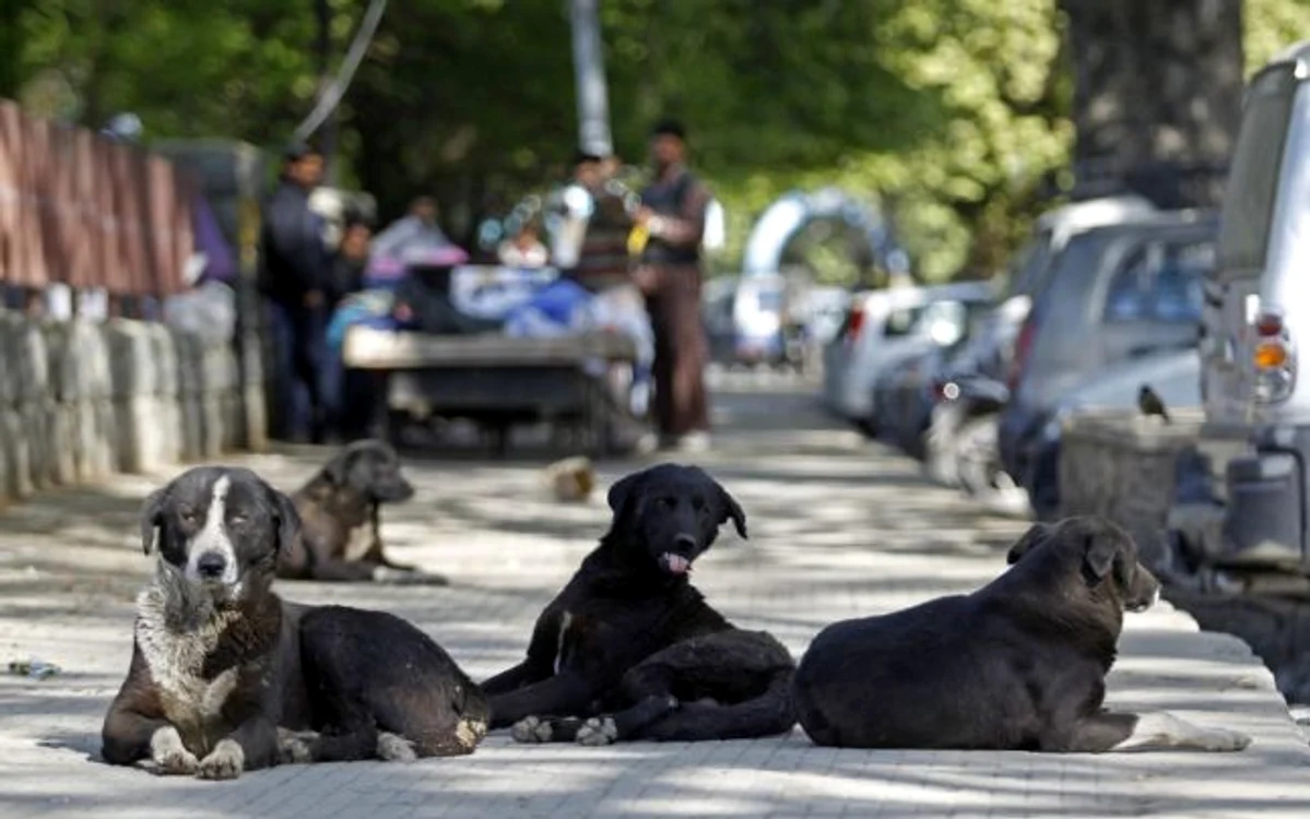 Câine agresiv (sursa: reuters)