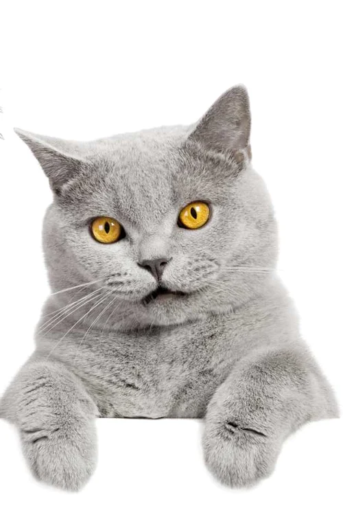 pisici care nu lasa par british shorthair