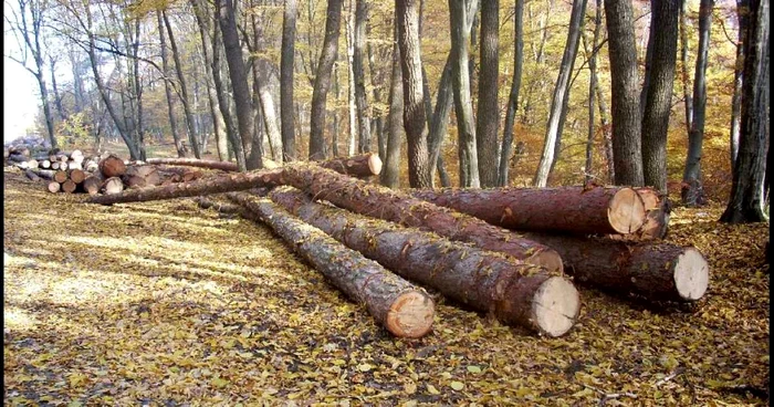 Suprafaţa parcursă cu tăieri de regenerare a pădurilor a fost anul trecut de 110.599 de hectare