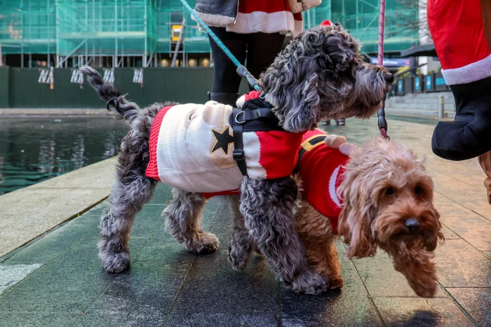 Chiar și cățeii au fost costumați (Foto: Profimedia)