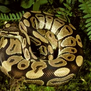 piton fOTO Shutterstock