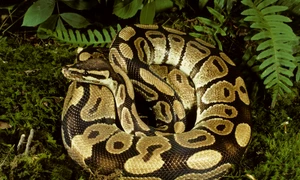 piton fOTO Shutterstock