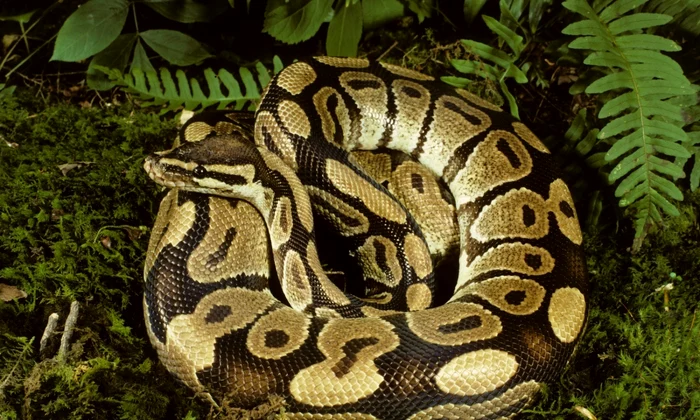 piton fOTO Shutterstock