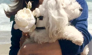 victoria principal deschidere jpeg