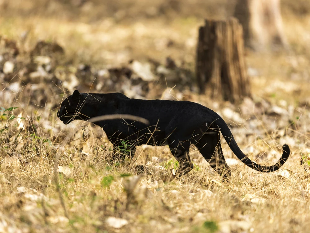 Pantera neagră din Bulgaria, căutată de jandarmi/FOTO: Pexels