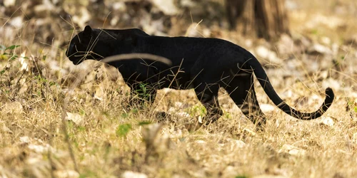 pantera neagra foto pexels png