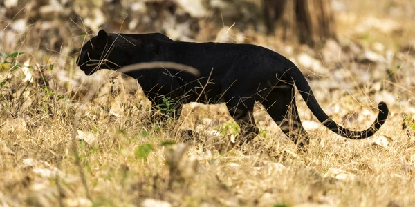 pantera neagra foto pexels png