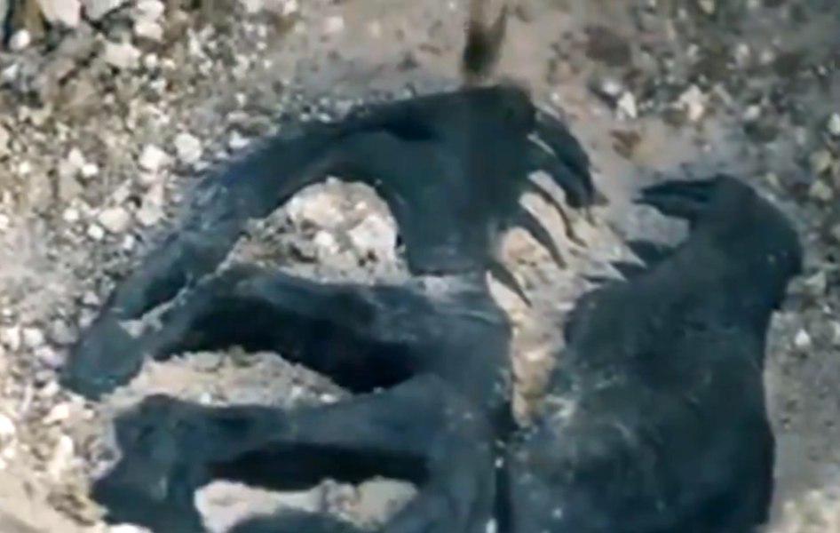 A găsit o fosilă de dinozaur veche de 70 de milioane de ani în timp ce își plimba câinele. De ce a ținut secretă descoperirea timp de 2 ani
