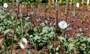 cd gradina martie jpg