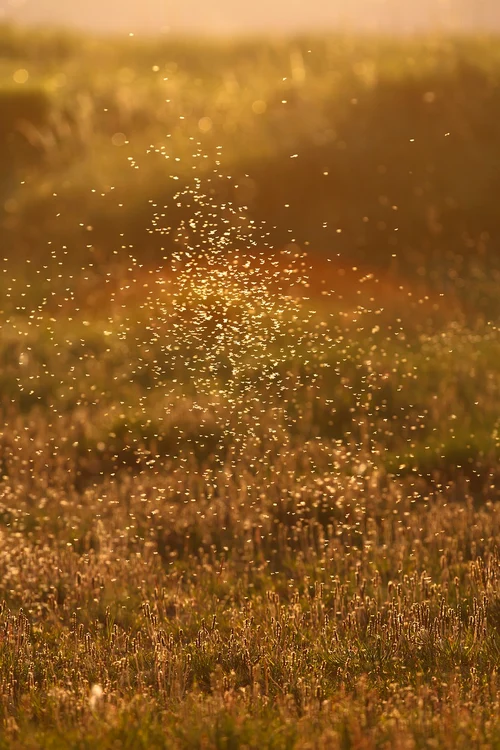 Țânțai sunt considerați acum cei mai periculoși, la nivel mondial / foto: Pixabay