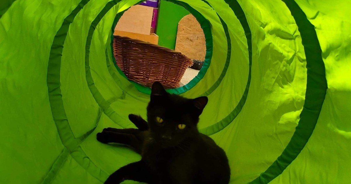 Căței cu probleme de mobilitate găsesc iubire și adopțiile în Germania