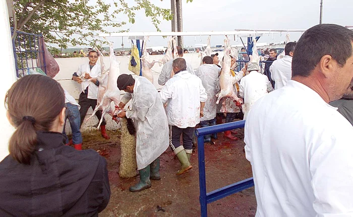 
    Anul trecut, oltenii şi-au cumpărat miei de la Târgul din Osica de Sus  