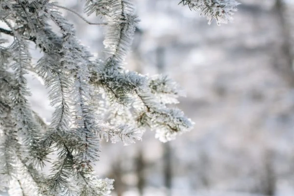 Temperaturil cresc anormal pentru sfârşitul lunii ianuarie FOTO Adevărul