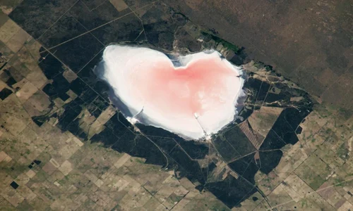 lac roz jpeg