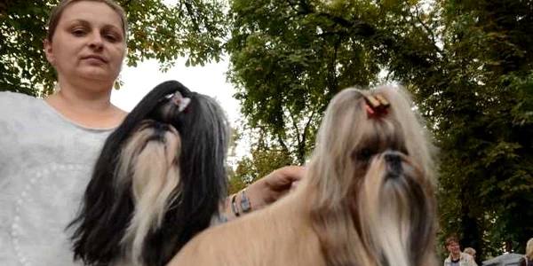 Regal canin