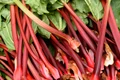rubarba istock jpg