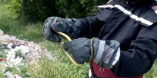 sarpe la severin FOTO ISU Drobeta