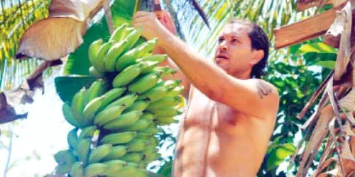 Banane producţie proprie