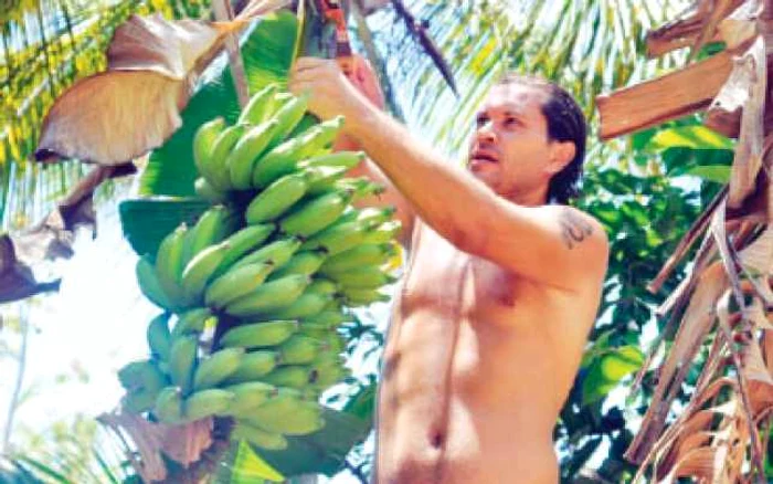 Banane producţie proprie