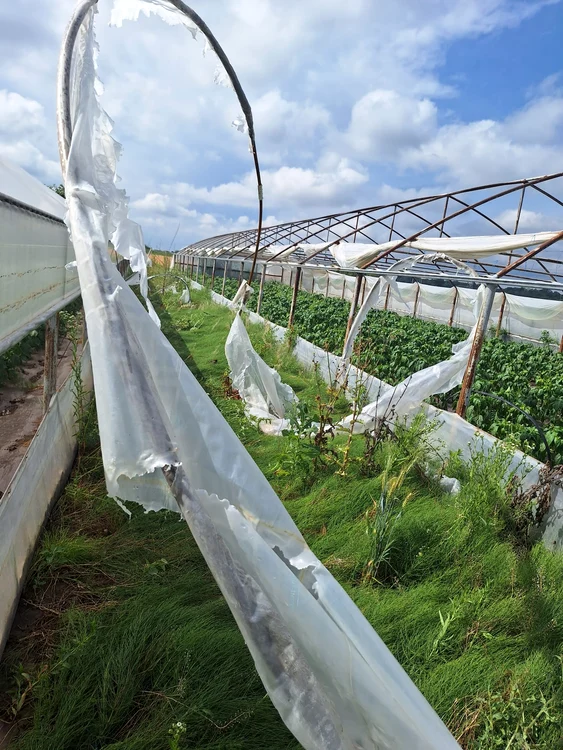 Legumicultorii vor face o altă cheltuială pentru a înlocui folia FOTO: arhiva I. Păunel