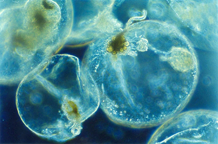 Noctiluca Miliaris Foto: Wikipedia 