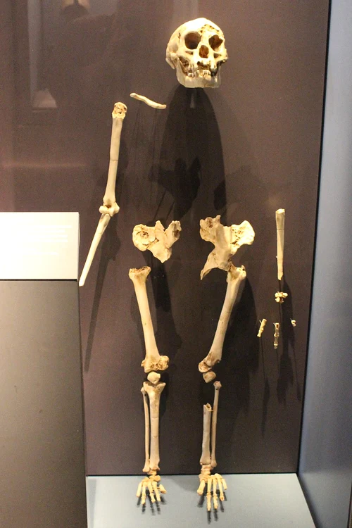 Schelet parțial de Homo floresiensis (© Emőke Dénes / Wikimedia Commons)