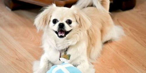 caine enciclopets.com.br