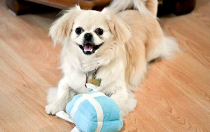 Câinii de talie mică trebuie tunşi lunar, spun specialiştii FOTO: enciclopets.com.br