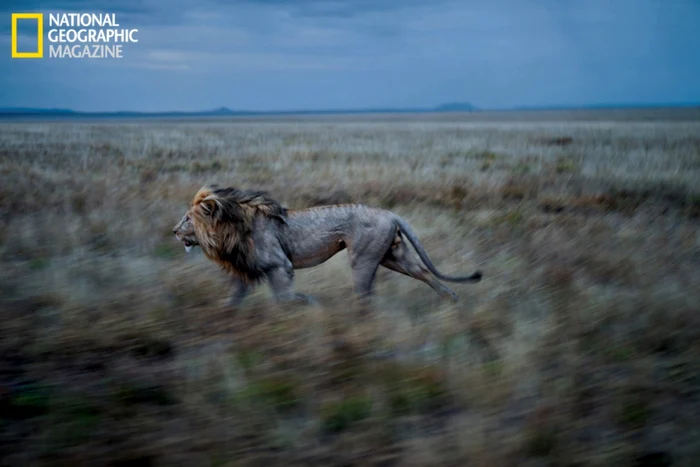 fotografii lei africani foto national geographic