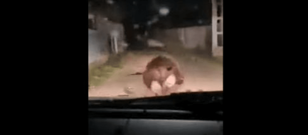„Distracția” unui iresponsabil care a urmărit un urs cu autoturismul. „Uite, îmi aruncă pietre în mașină!” VIDEO