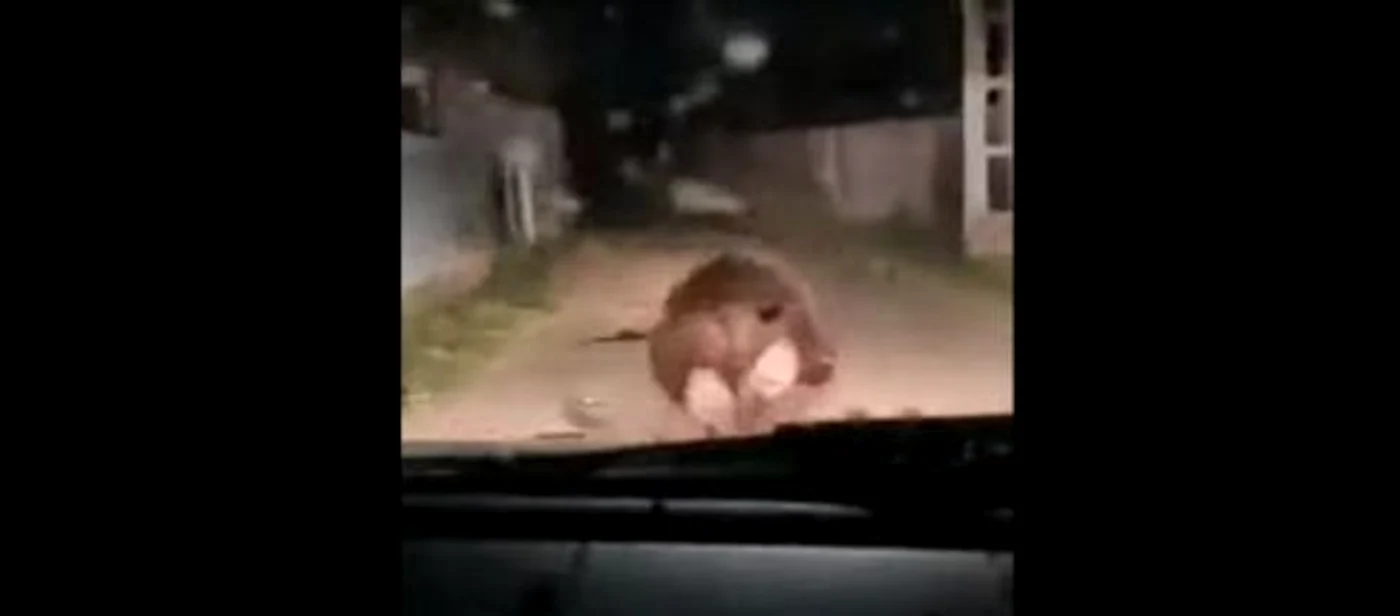 Animalul a fugit rupând pământul FOTO captură video