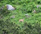 Animale sălbatice în Munții Retezat Sursa Parcul național Retezat (11) jpg