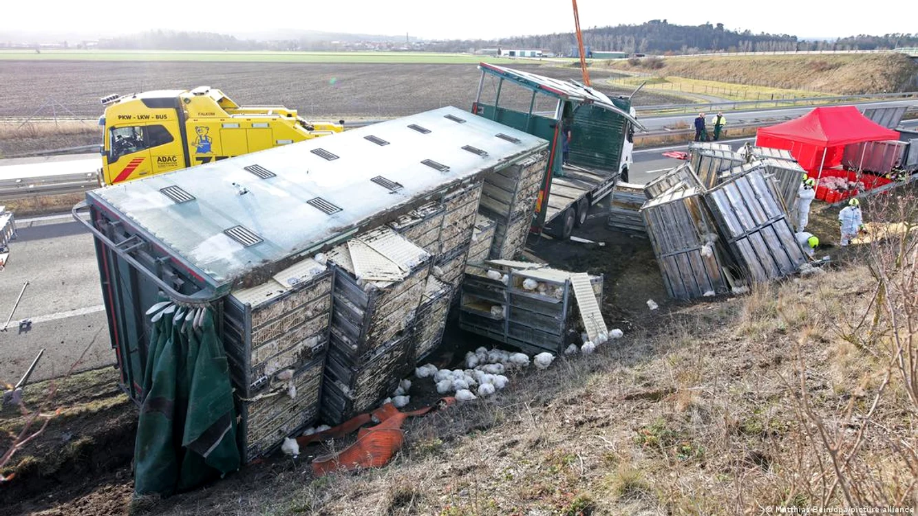 Mii de găini au scăpat pe autostradă după ce un camion s-a răsturnat FOTO: DPA/ Matthias Bein