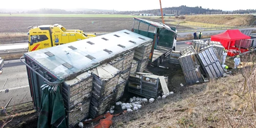 un camion cu gaini s a rasturnat pe o autostrada din germania foto DPA Matthias Bein jpg