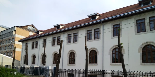 copaci schiloditi