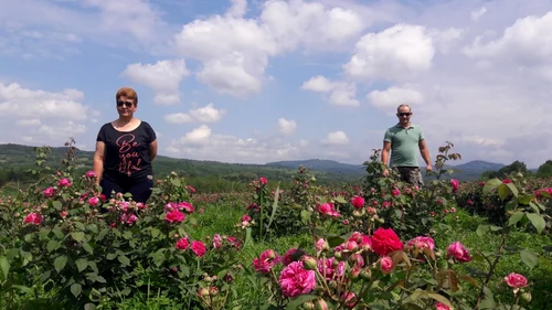 Plantaţie de trandafiri pentru dulceaţă