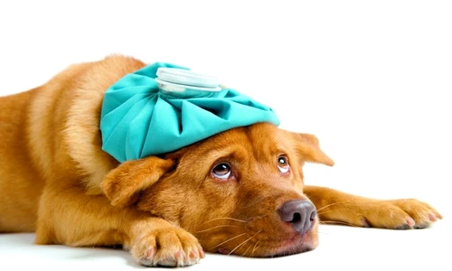 pisică răcită jpeg