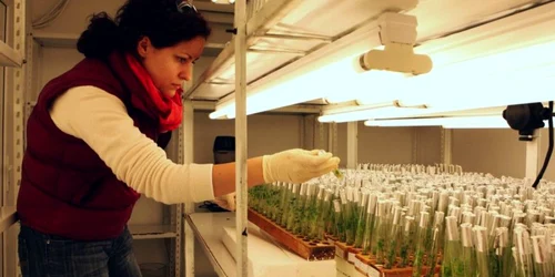 Expl foto: Institutul Cartofului ca avea un laborator modern de cercetare. Foto: Ads