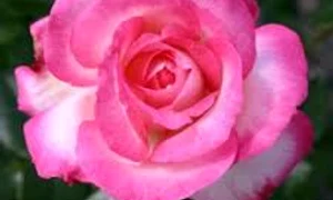 mirosi trandafir  0 jpeg