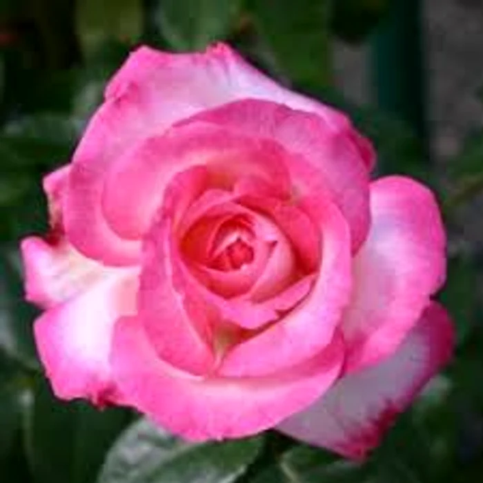 
    Miroși un trandafir superb?  Te așteaptă un trai fericit!Sursa foto: Adevărul.ro  