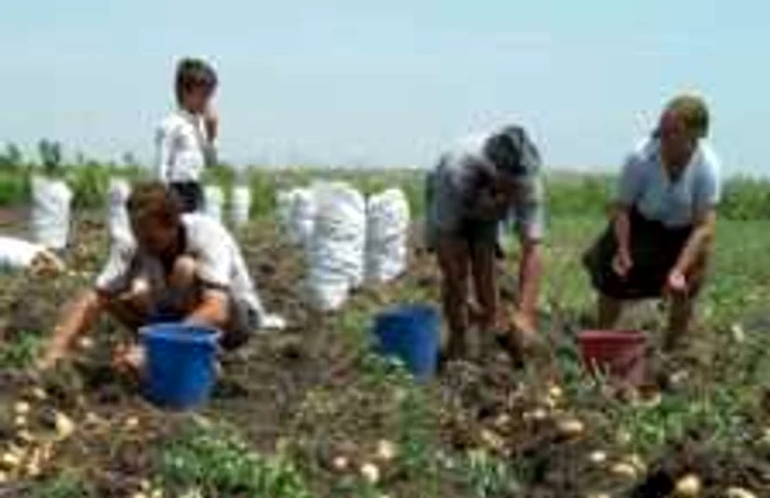 62 de fermieri au rămas fără subvenţie anul trecut foto arhivă