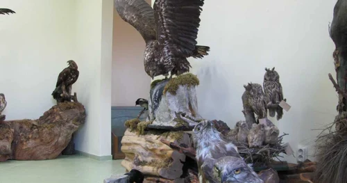 Animale împăiate pe vremea Austro-Ungariei FOTO Ştefan Both