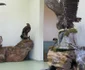 Animale împăiate pe vremea Austro-Ungariei FOTO Ştefan Both