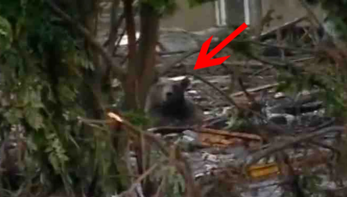 Ursul de la Zoo a nimerit în jungla urbană, neobişnuit de familiară după inundaţii