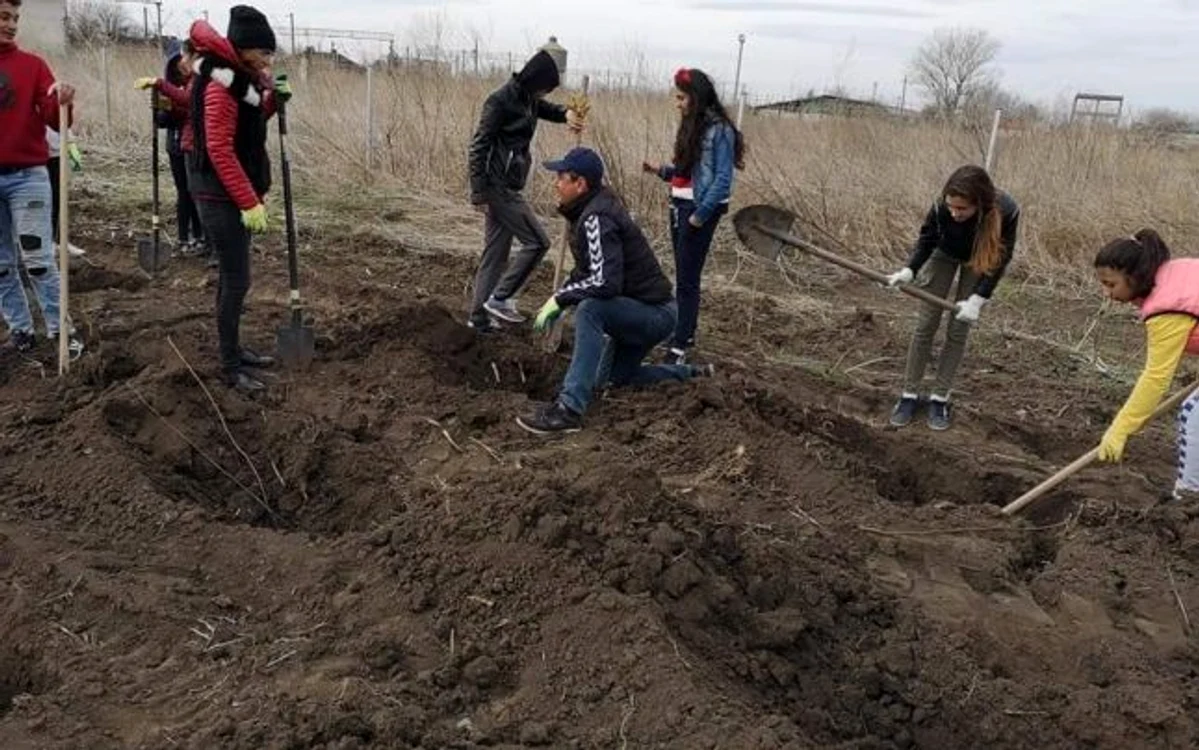 Mii de puieţi, plantaţi în judeţul Călăraşi FOTO Adevărul