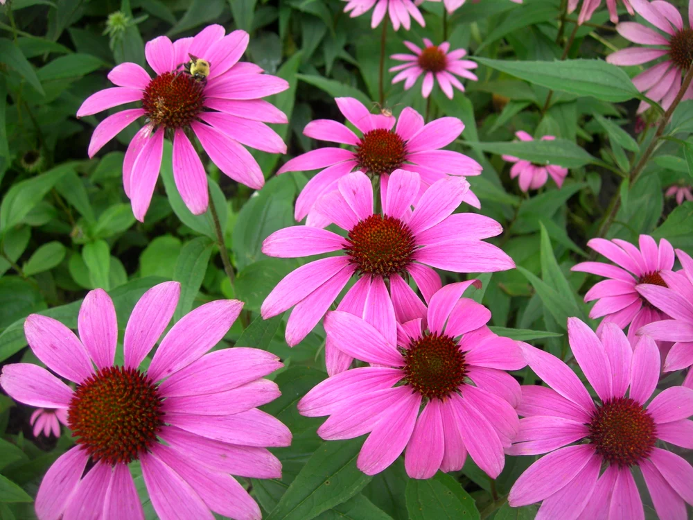 Echinacea, un bun imunostimulator