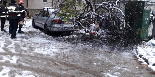 copac cazut pe o masina