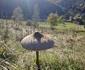 Burete serpesc Foto Daniel Guță ADEVĂRUL (1) jpg